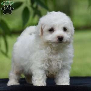 Jared, Bichon Frise Puppy